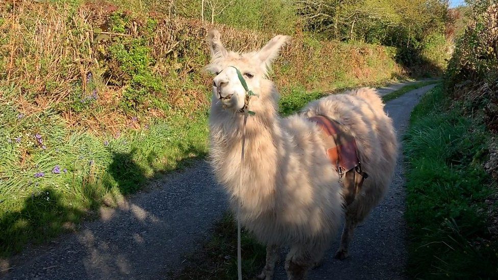 Llama delivering shopping