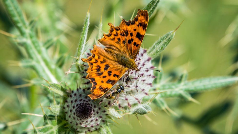 A butterfly landing on thistle, also snapped at the Wittenham Clumps