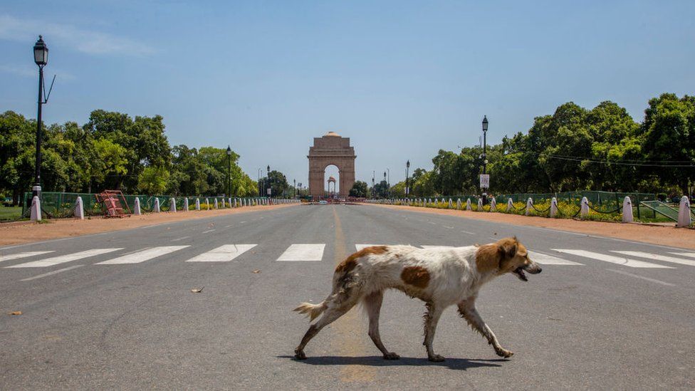 A stray dog walks in front of an empty historic India Gate, as nationwide lockdown continues over the highly contagious coronavirus (COVID-19) on March 30, 2020 in New Delhi, Indi
