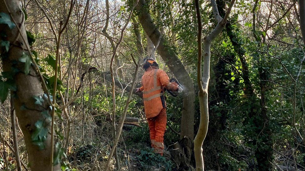 man in high viz clothing cutting a tree in a forest with a chainsaw
