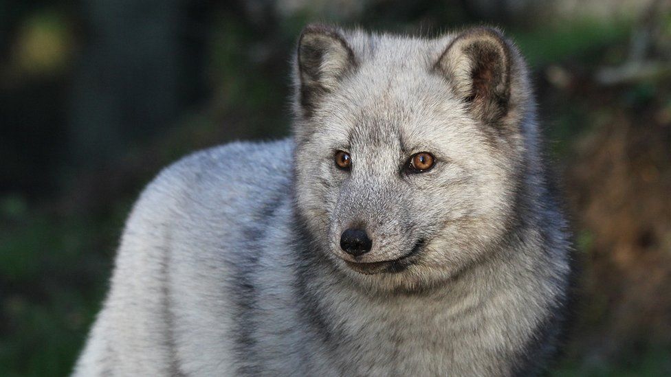 Snow leopard cubs welcomed at Northumberland zoo - BBC News