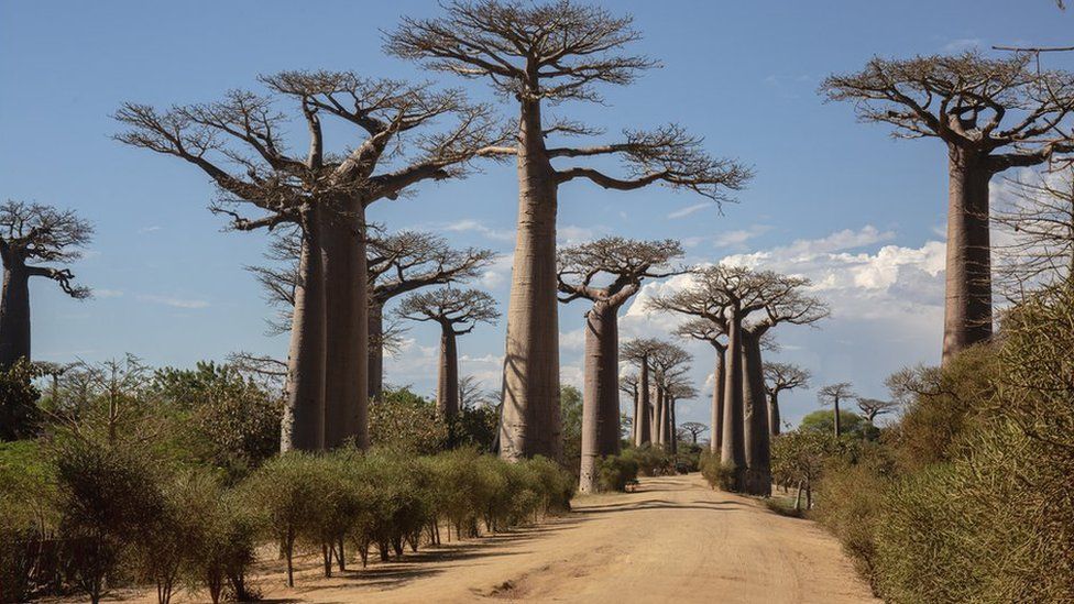 Avenue of baobabs in Madagascar