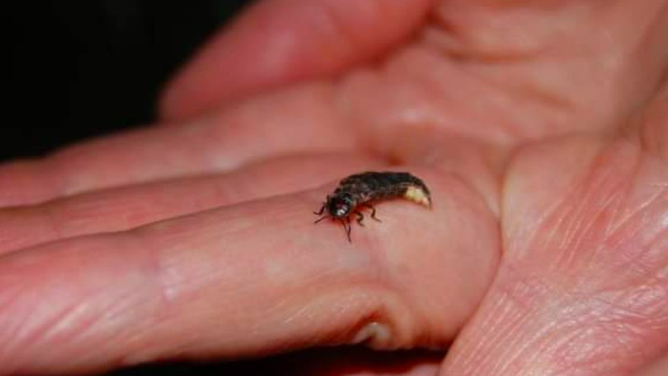 Breeding glow worms found in Nottinghamshire heathland BBC News