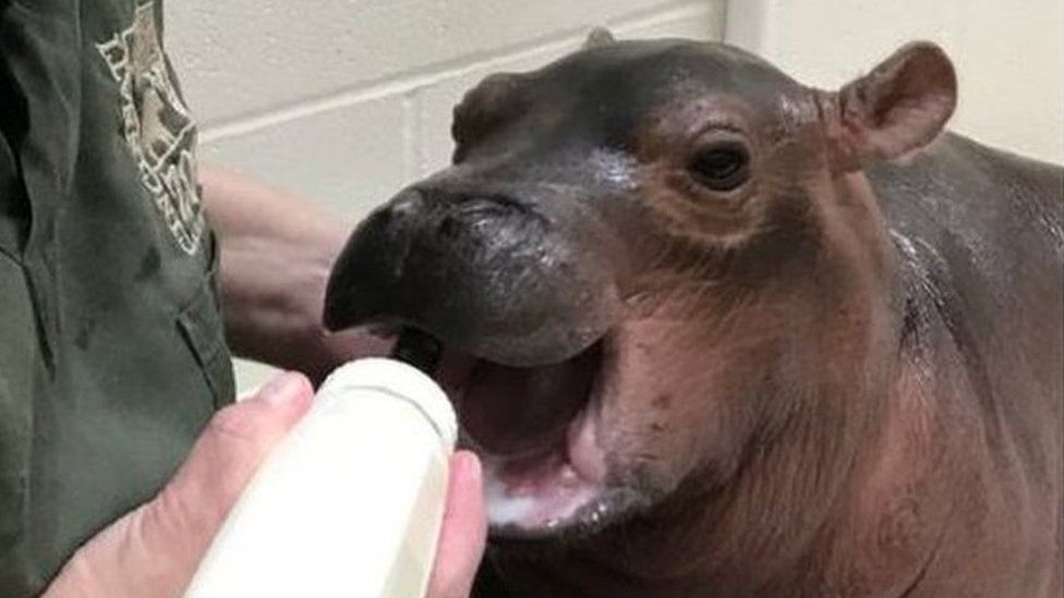 Cincinnati Zoo tweeted a picture of Fiona the hippo being bottle fed