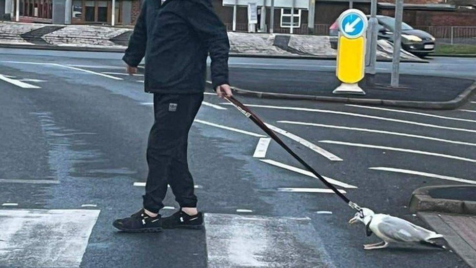 Man pulling seagull on dog lead