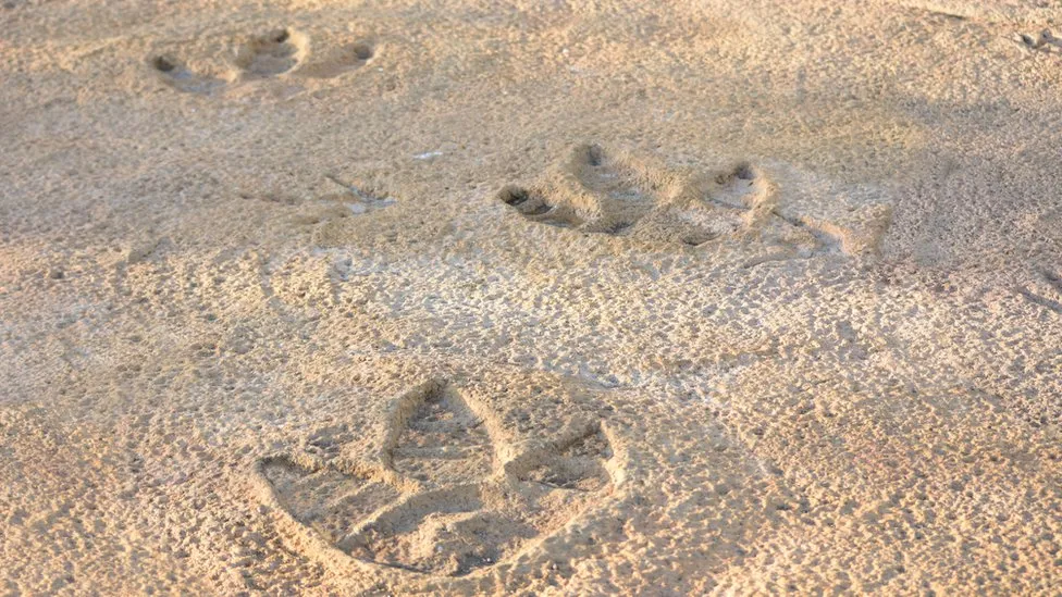 _131811626_dinosaur_footprints.jpg.webp