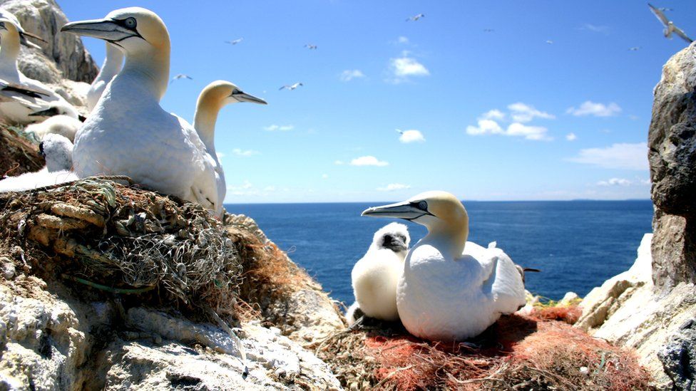 A gannet's nest with plastic in