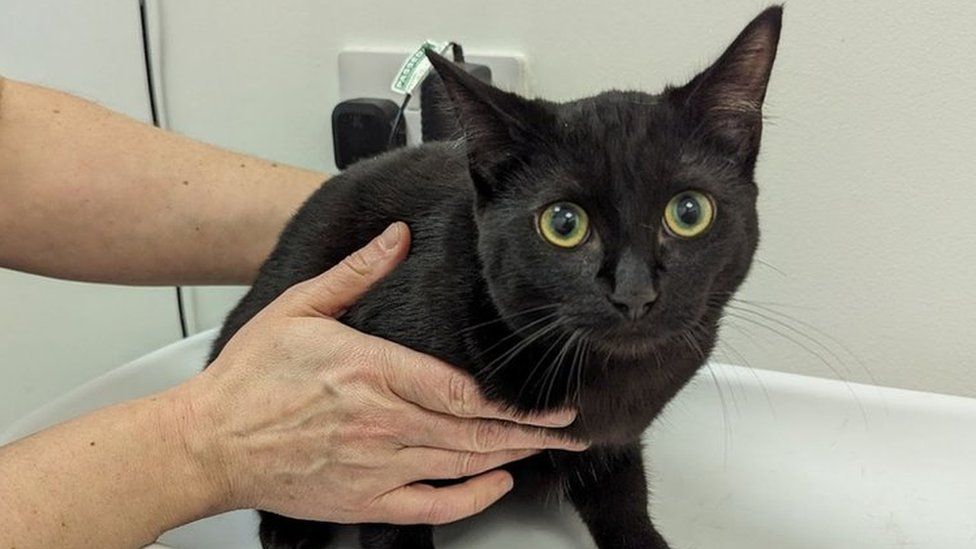 A black cat being held by a person while sitting on a white surface