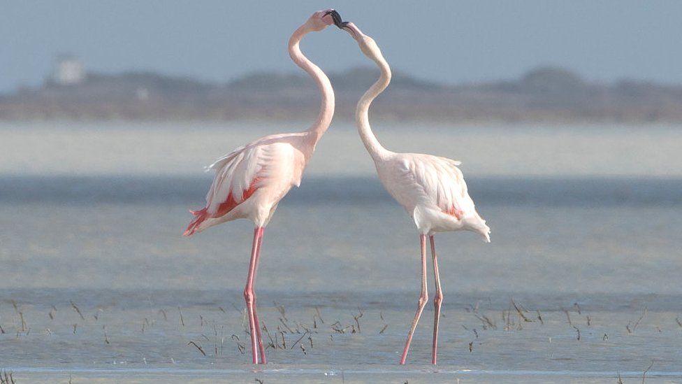 Flamingos in a salt lake in Limassol, Cyrprus