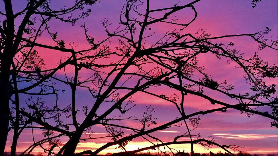 A photo of the purple sky in Coventry through tree branches