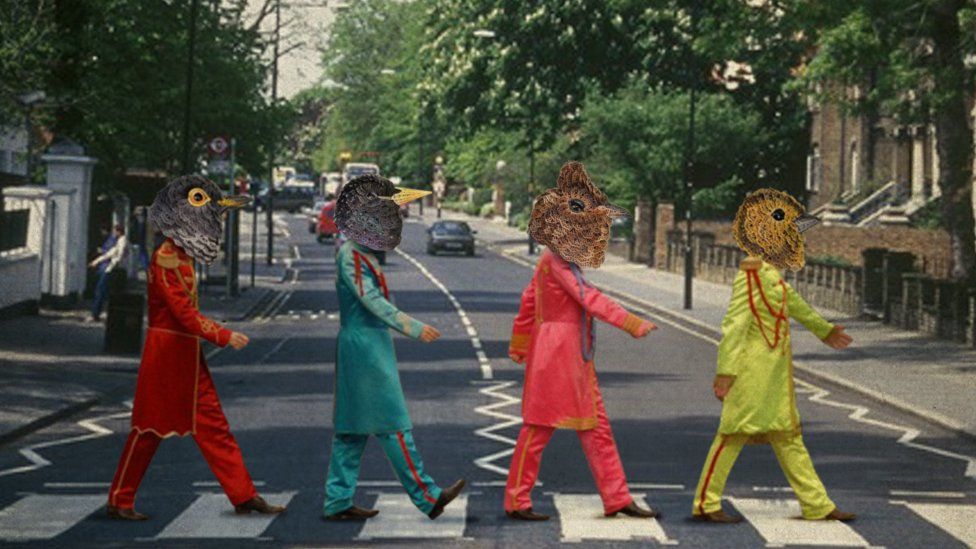Four bird heads are superimposed on to the iconic Abbey Road image of The Beatles