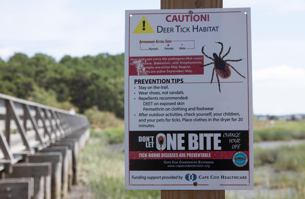 Deer tick warning, Cape Cod