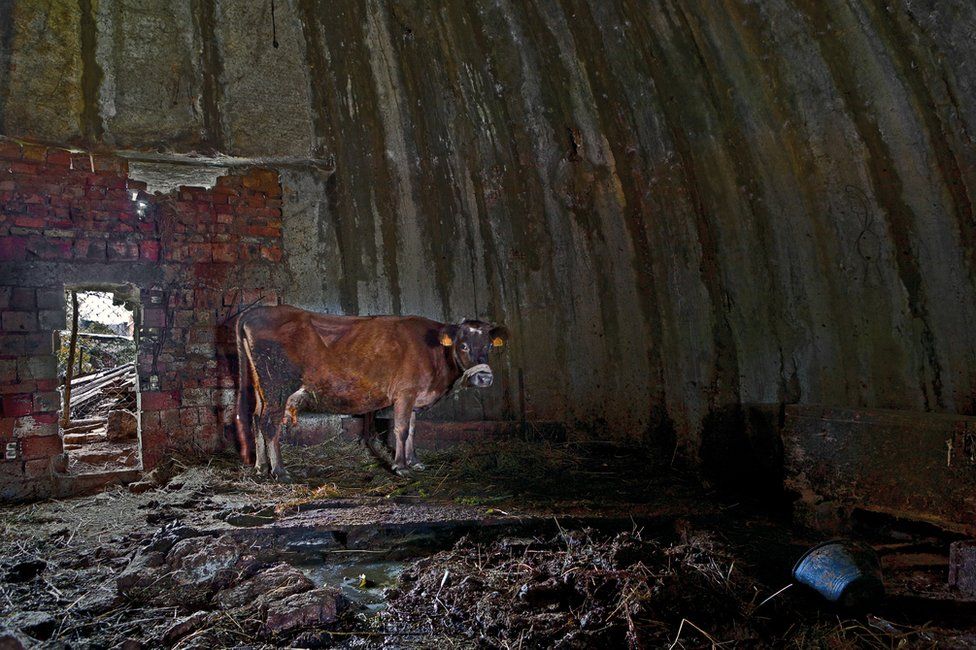 Interior view of a bunker in Albania that is being used to house cattle