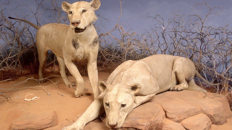 Two taxidermied man-eating lions from the Tsavo region in Chicago, Illinois