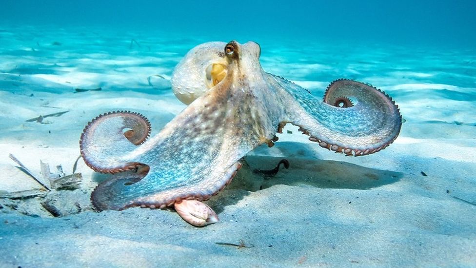 Octopuses feel pain and need legal protection, say MPs BBC News