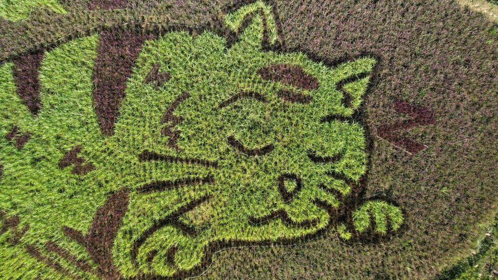 A cat image created by Thunyapong Jaikum, a thai farmer and artist, is seen in rice fields in Chiang Rai province, north of Thailand, December 16, 2023.