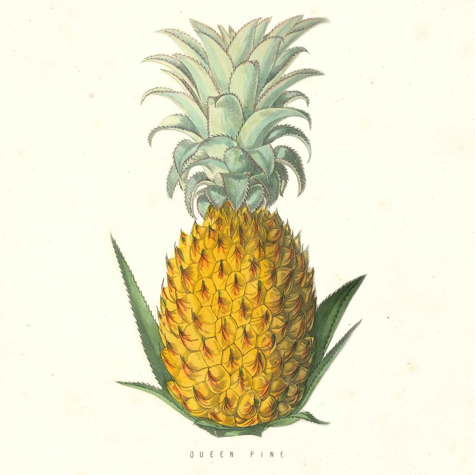 Royal Status - pineapples were also known as King or Queen Pine IMAGE: Gett...