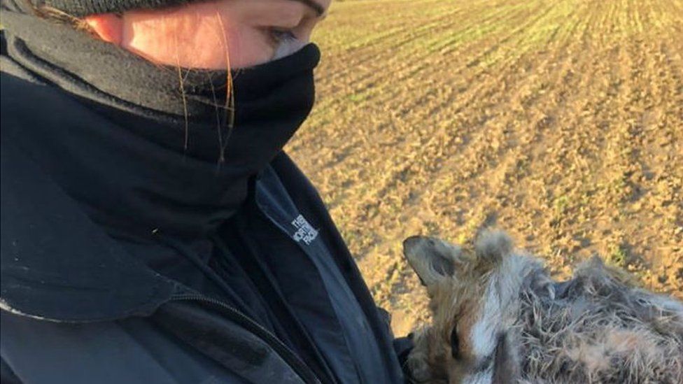 Hunt saboteur with killed fox