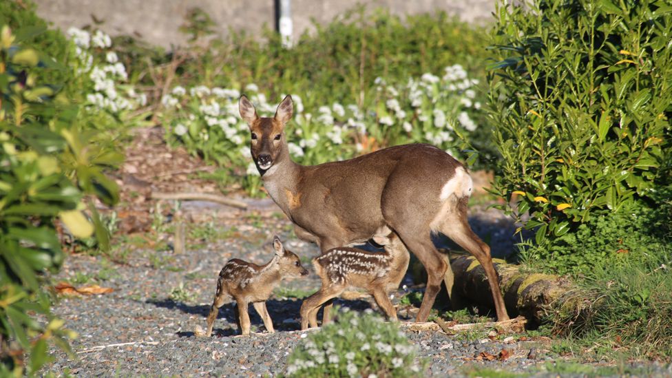 A doe and her fawns