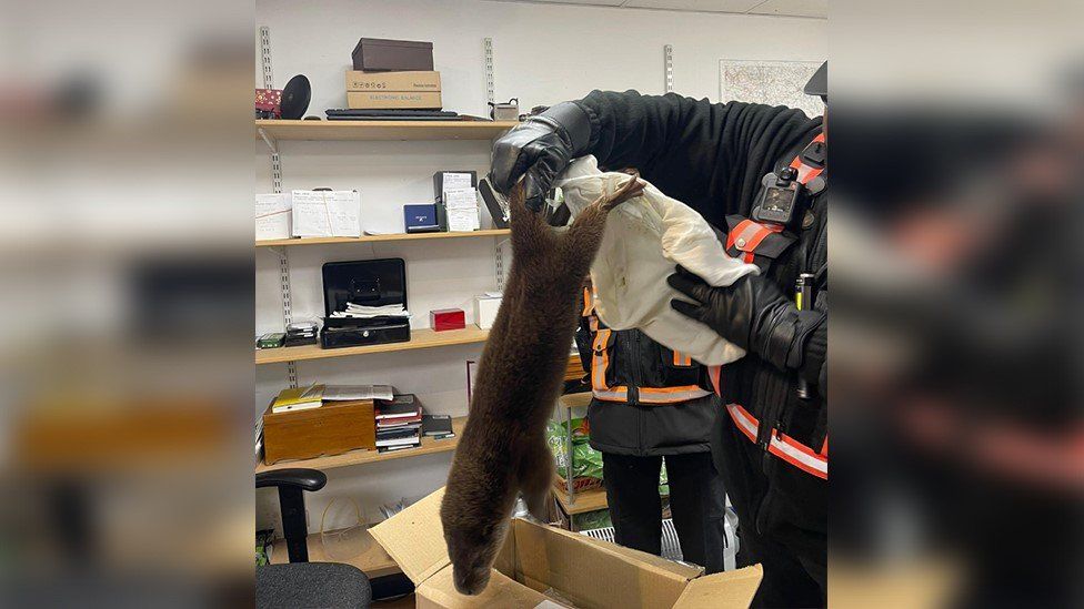 The otter being rescued