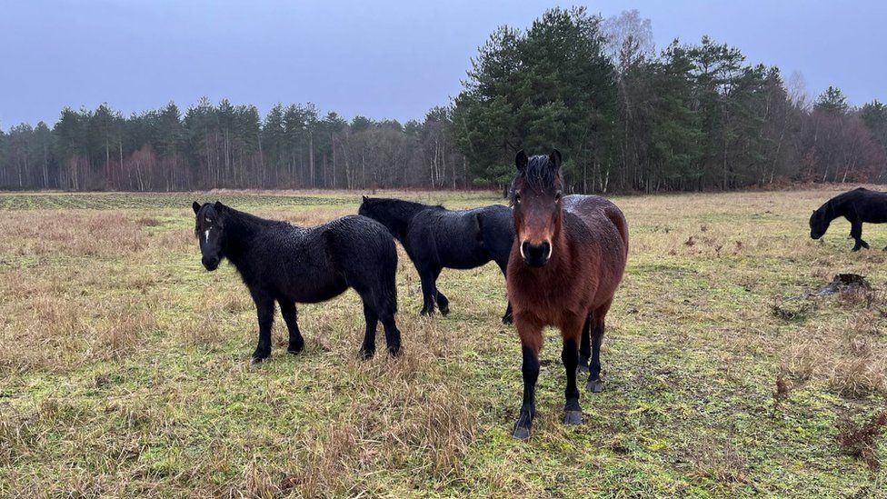 Dartmoor ponies in Thetford, Norfolk