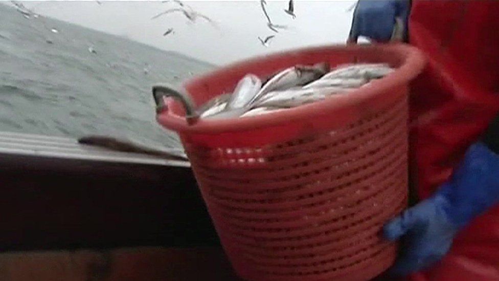 Unwanted fish being dumped despite new laws BBC News