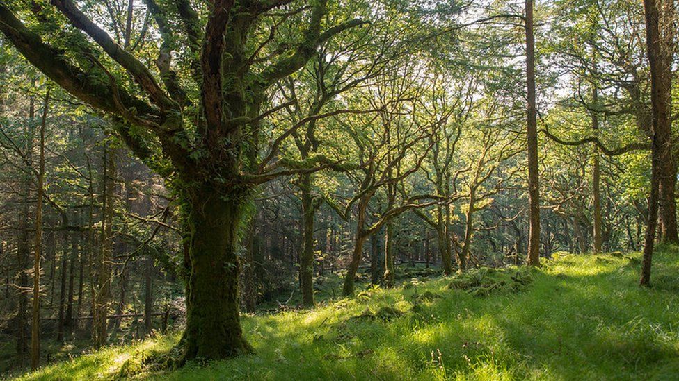 UK woodlands 'at crisis point' amid wildlife decline - BBC News