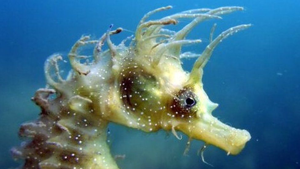 Lockdown has helped endangered seahorses return to UK waters - BBC Newsround