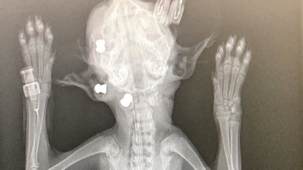 X-ray showing pellets in