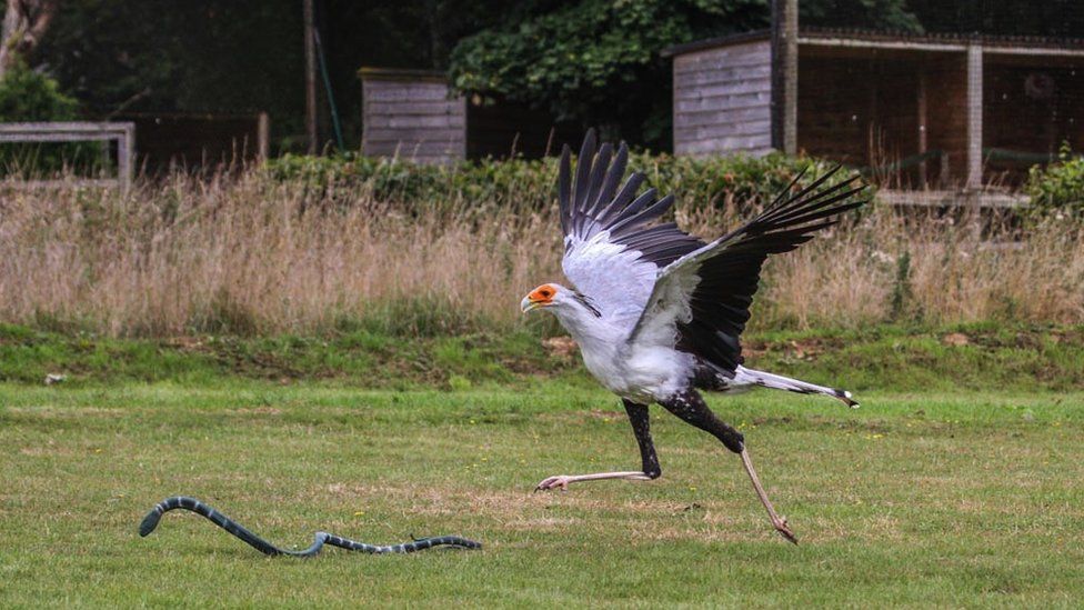 Lanky bird's killer kick quantified - BBC News