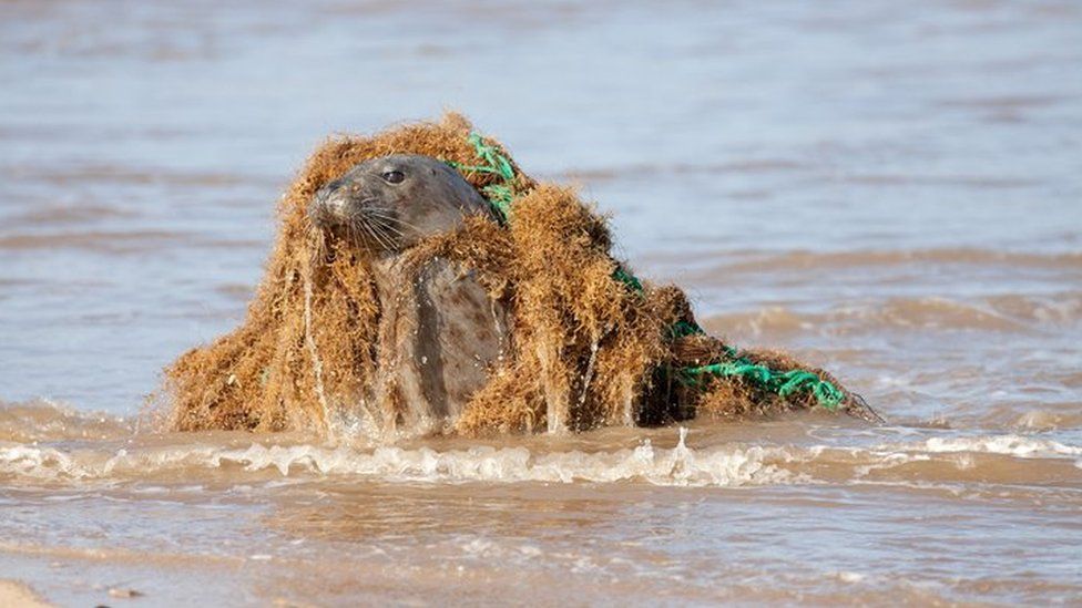 Plastic pollution: New project launched to recycle UK's fishing nets - BBC  Newsround