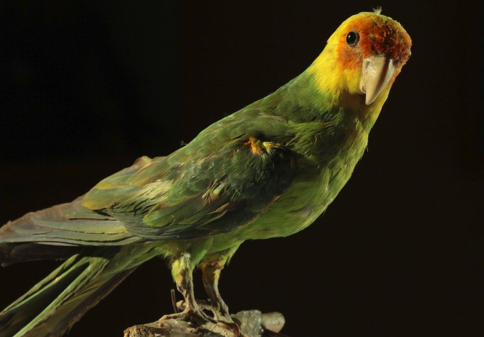 Carolina parakeet specimen