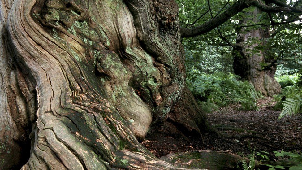 Sherwood Forest oak tree