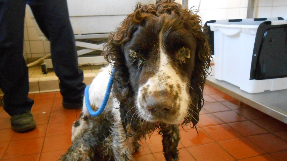 A dog was found dumped in Newport in December 2015