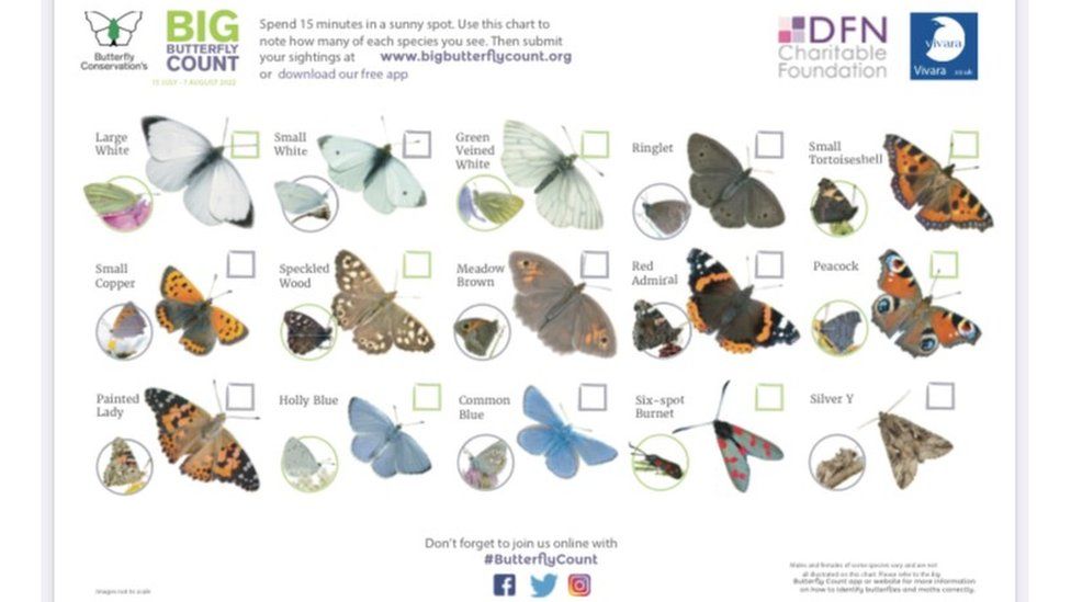 Chart of butterflies to count