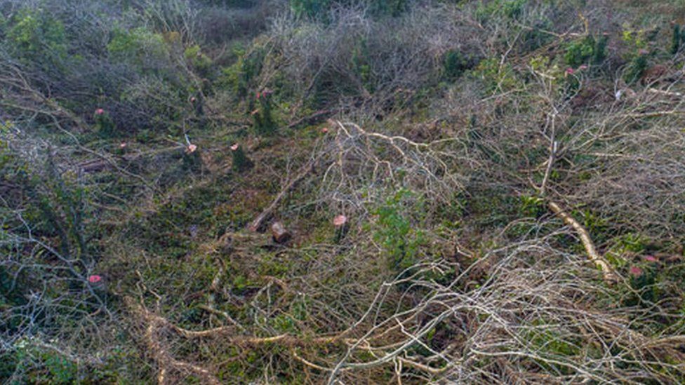 Aerial image of felled trees