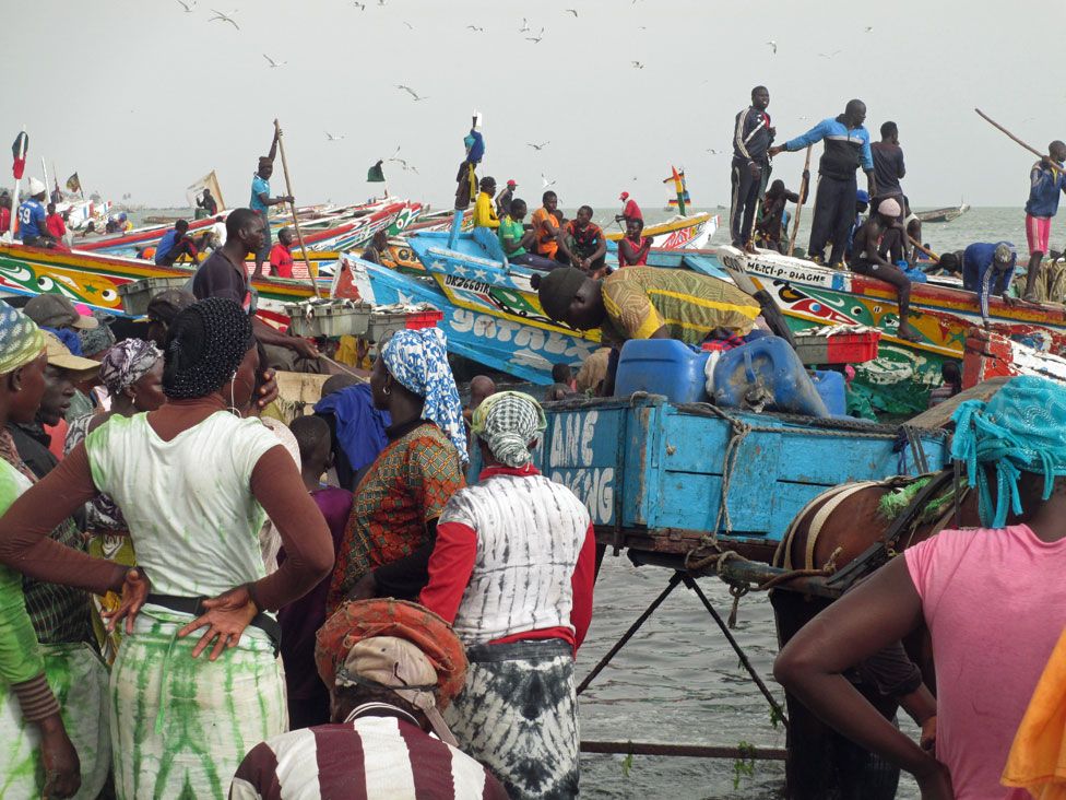 The fisherman and the forest - BBC News