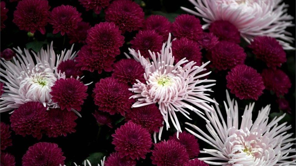 Chrysanthemums at the RHS Chelsea Flower Show in London 2021