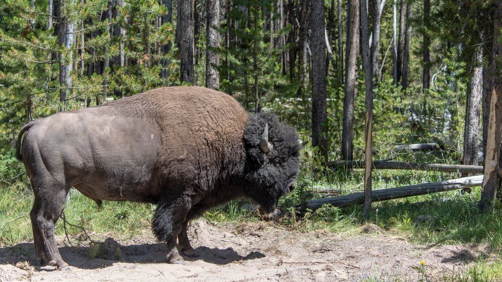 A bull bison at Yellowstone