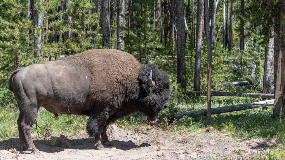 Bison Throws Girl Through Air At Yellowstone National Park c News