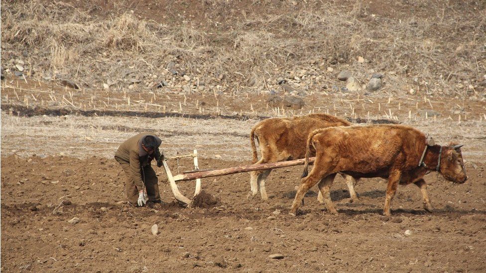 Mt. Paektu, North Korea. April 2013. A man plowing his field to get ready to plant with his two cows using an old wooden plow