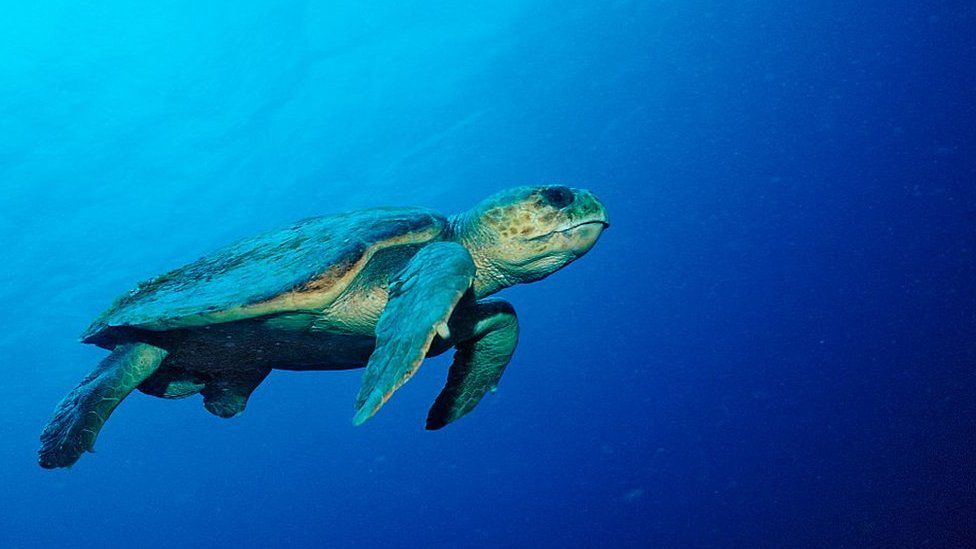 Scientists find turtles tricked by 'stinky plastic' in the ocean - BBC ...