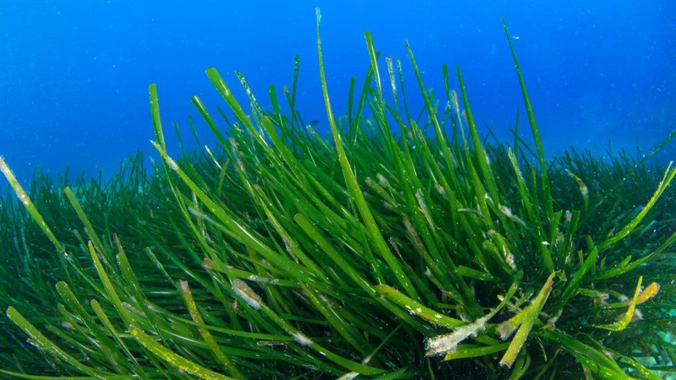 Strangford Lough: Scheme to stimulate seagrass growth - BBC News