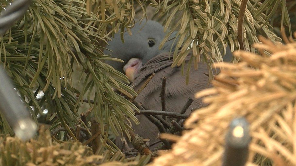 Pigeon in Christmas tree