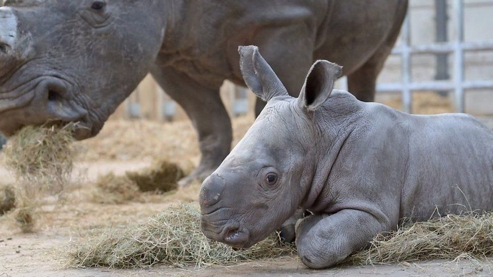 Baby white rhino
