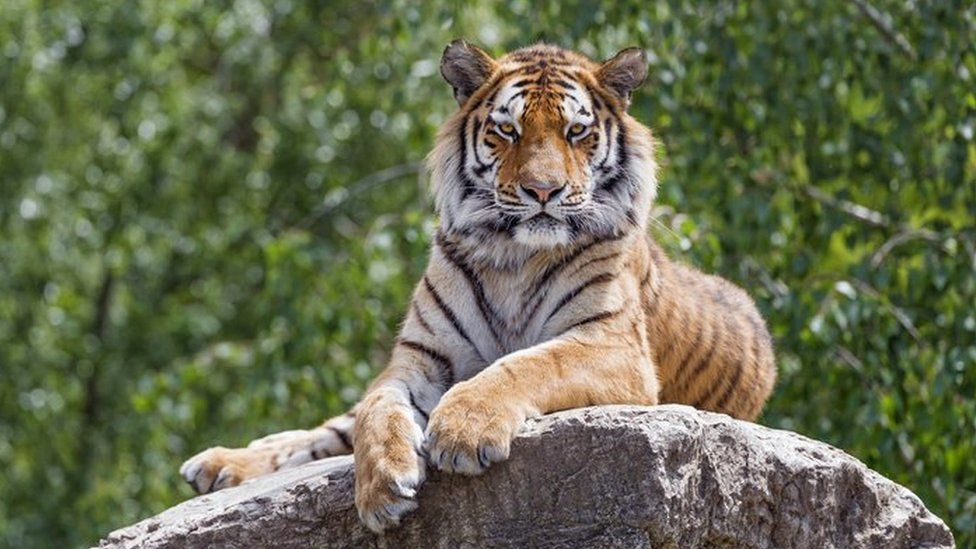 Siberian Tigers Have Human Like Qualities, Study Finds