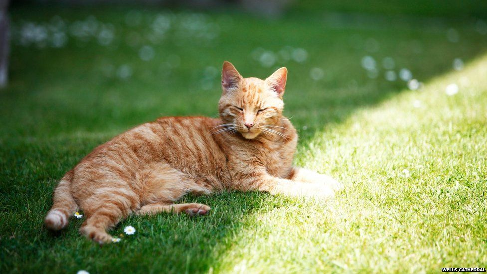 Wells Cathedral's resident cat Louis dies - BBC News