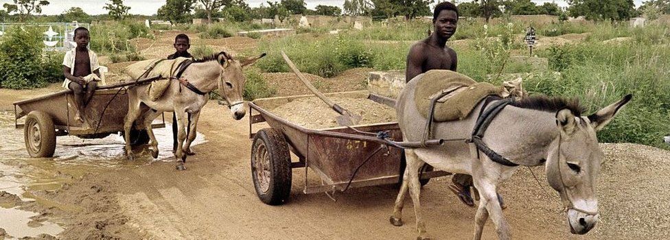 Donkeys pull wheelbarrows as villagers cross a muddy path, on August 3, 1988 in Ouagadougou,