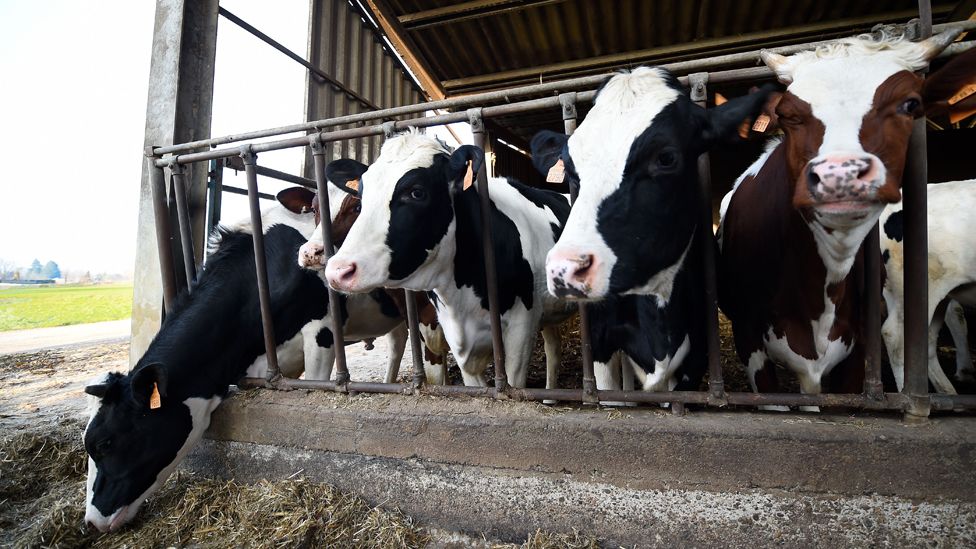 Italy dairy cows in Lombardy, file pic, 11 Mar 2015
