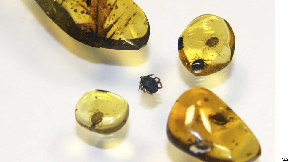 Amber fossils